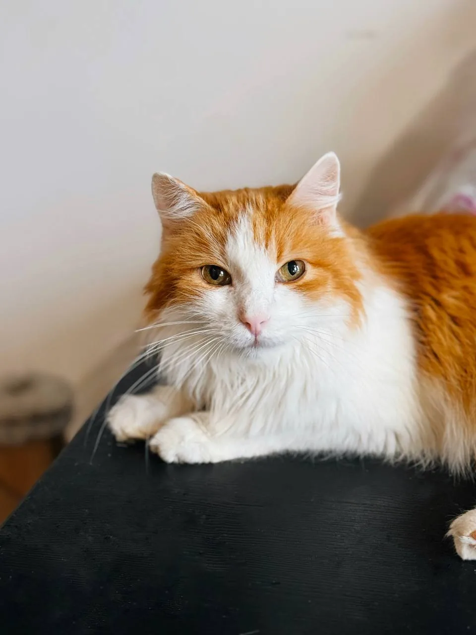 Кошка Чипс, кот, Meow Family, Москва. Фото 4 из 5.