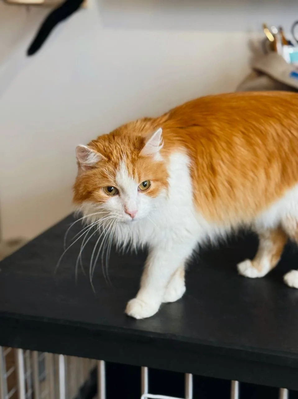 Кошка Чипс, кот, Meow Family, Москва. Фото 5 из 5.