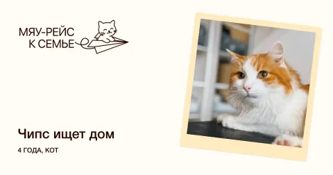 Чипс — кошка Около 4 лет, Москва