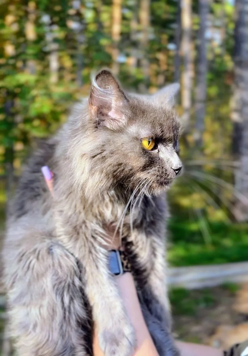 Кошка Масяня, кошка, АНО Центр помощи бездомным животным «Мишутка», Сысерть. Фото 2 из 3.