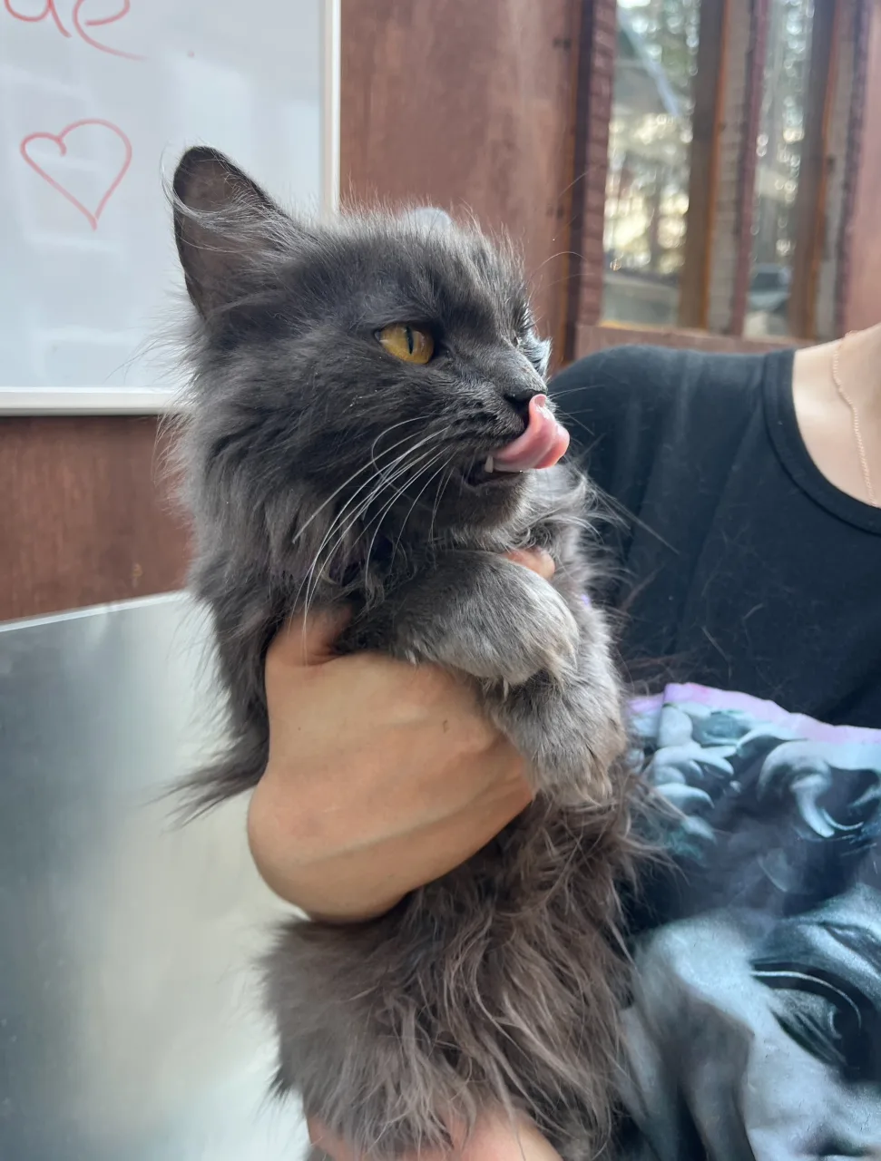 Кошка Масяня, кошка, АНО Центр помощи бездомным животным «Мишутка», Сысерть. Фото 1 из 3.
