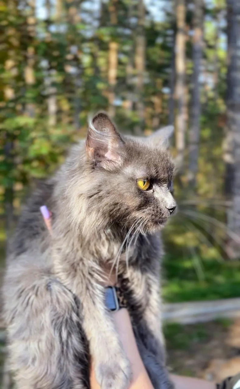 Кошка Масяня, кошка, АНО Центр помощи бездомным животным «Мишутка», Сысерть. Фото 3 из 3.