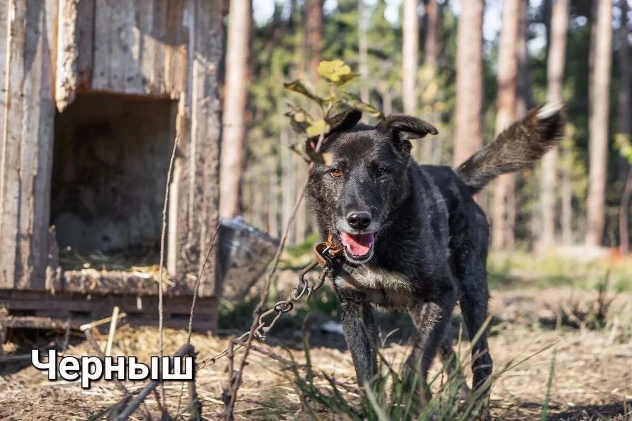 Собака Черныш, кобель, АНО Центр помощи бездомным животным «Мишутка», Сысерть. Фото 1 из 5.
