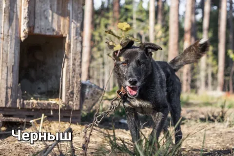 Черныш — собака, Сысерть