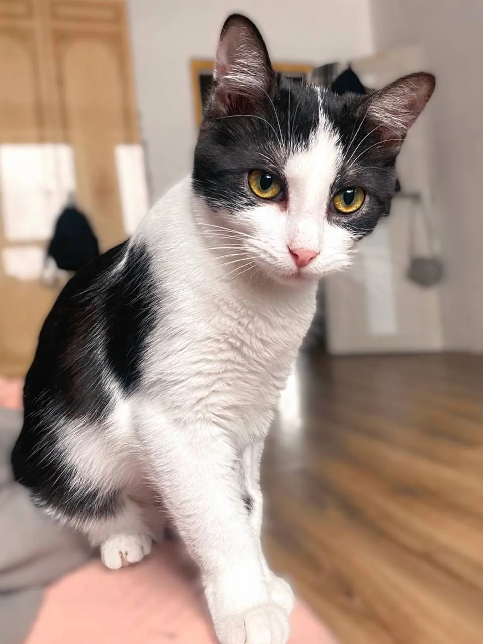 Кошка Пастила, кошка, Meow Family, Москва. Фото 3 из 6.