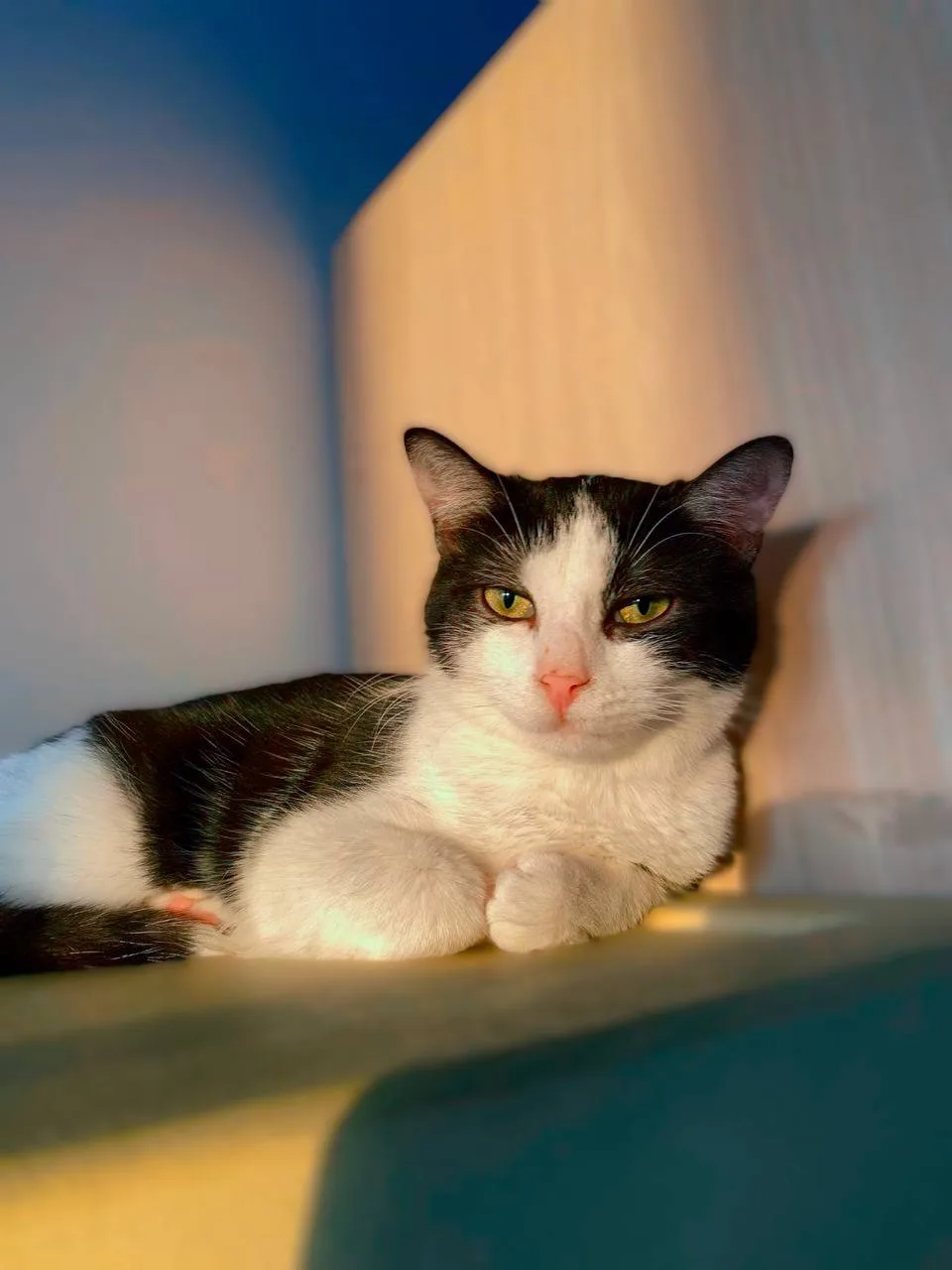 Кошка Пастила, кошка, Meow Family, Москва. Фото 4 из 6.