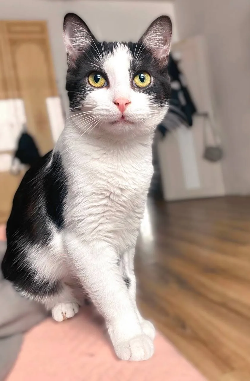 Кошка Пастила, кошка, Meow Family, Москва. Фото 5 из 6.