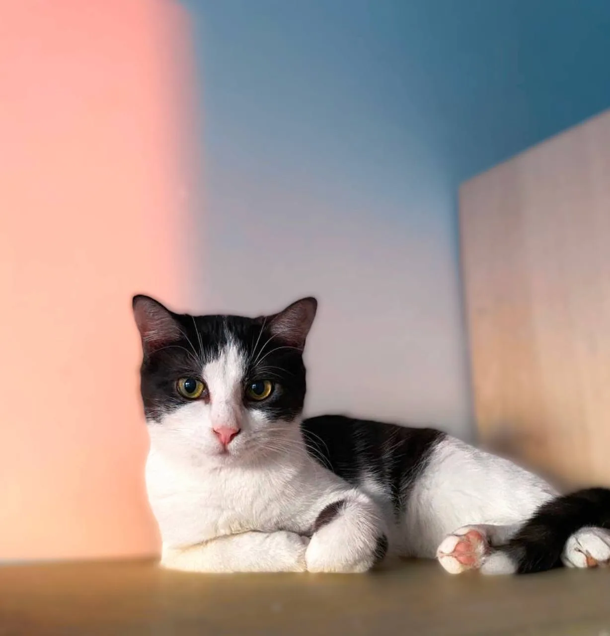 Кошка Пастила, кошка, Meow Family, Москва. Фото 1 из 6.