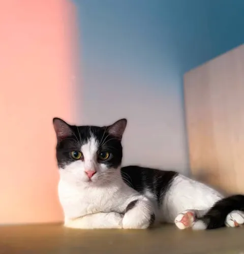 Пастила — кошка, Москва