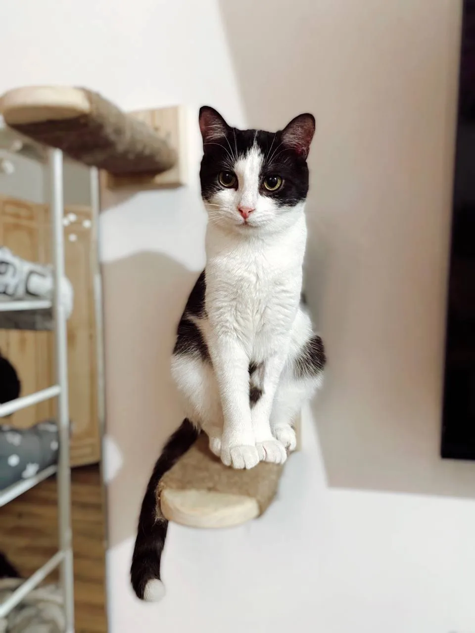 Кошка Пастила, кошка, Meow Family, Москва. Фото 6 из 6.