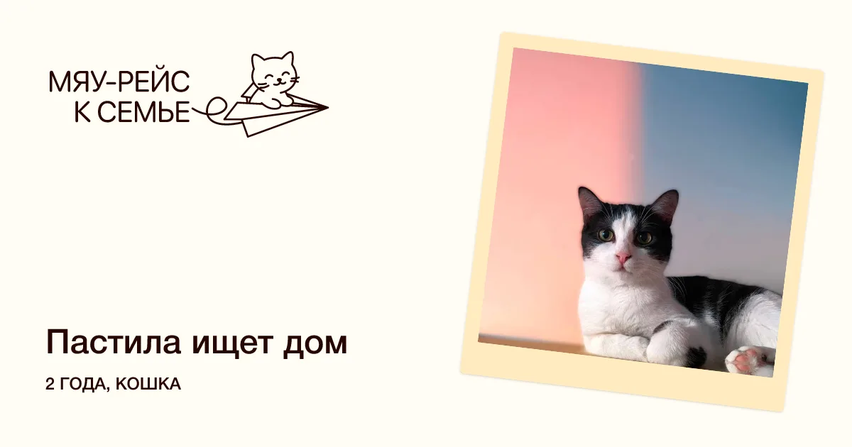 Кошка Пастила, кошка, Meow Family, Москва. Фото 7 из 7.