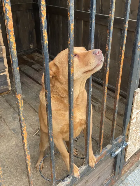 Матильда — собака, Сысерть