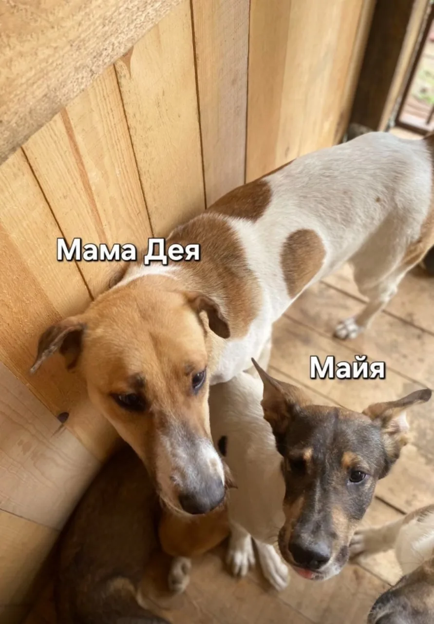 Собака Майя, сука, АНО Центр помощи бездомным животным «Мишутка», Сысерть. Фото 3 из 4.