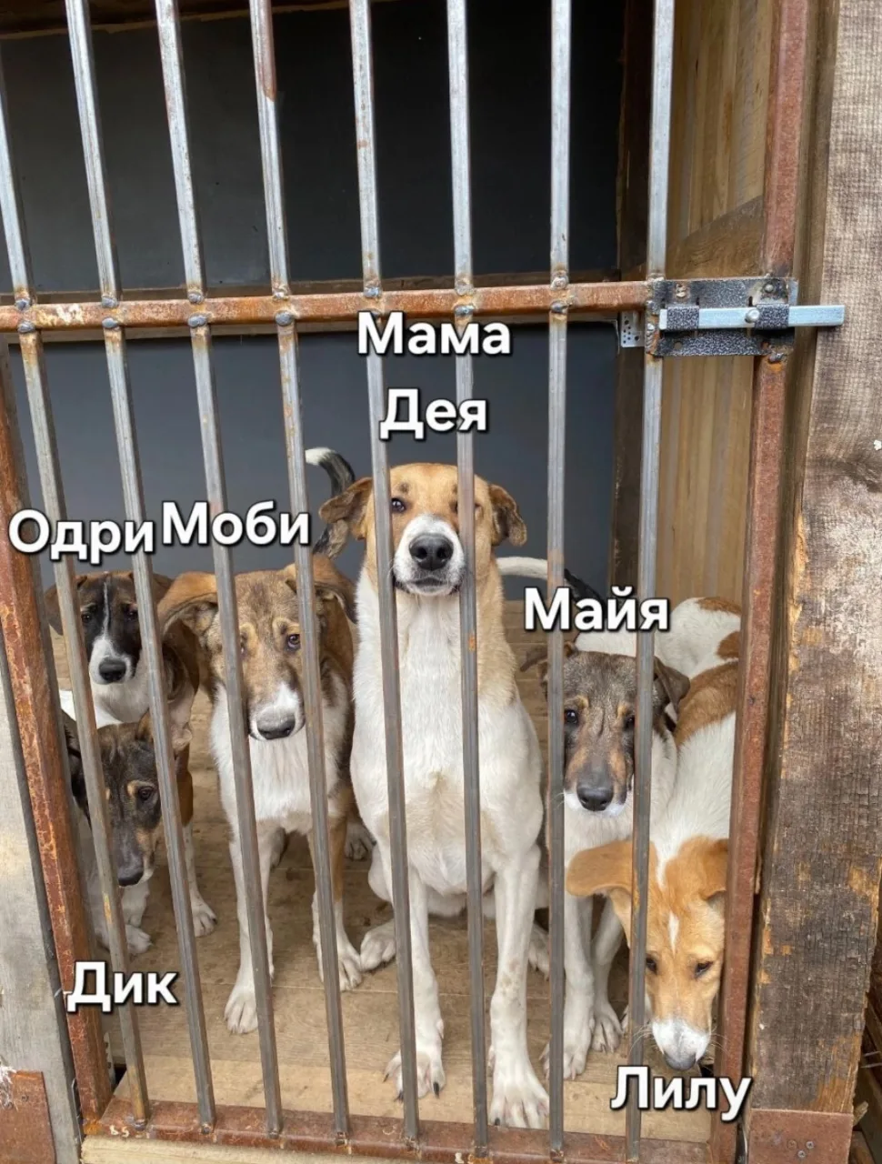 Собака Одри, сука, АНО Центр помощи бездомным животным «Мишутка», Сысерть. Фото 5 из 5.