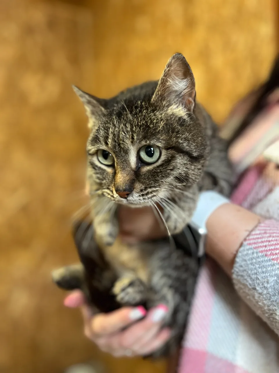 Кошка София, кошка, АНО Центр помощи бездомным животным «Мишутка», Сысерть. Фото 1 из 2.