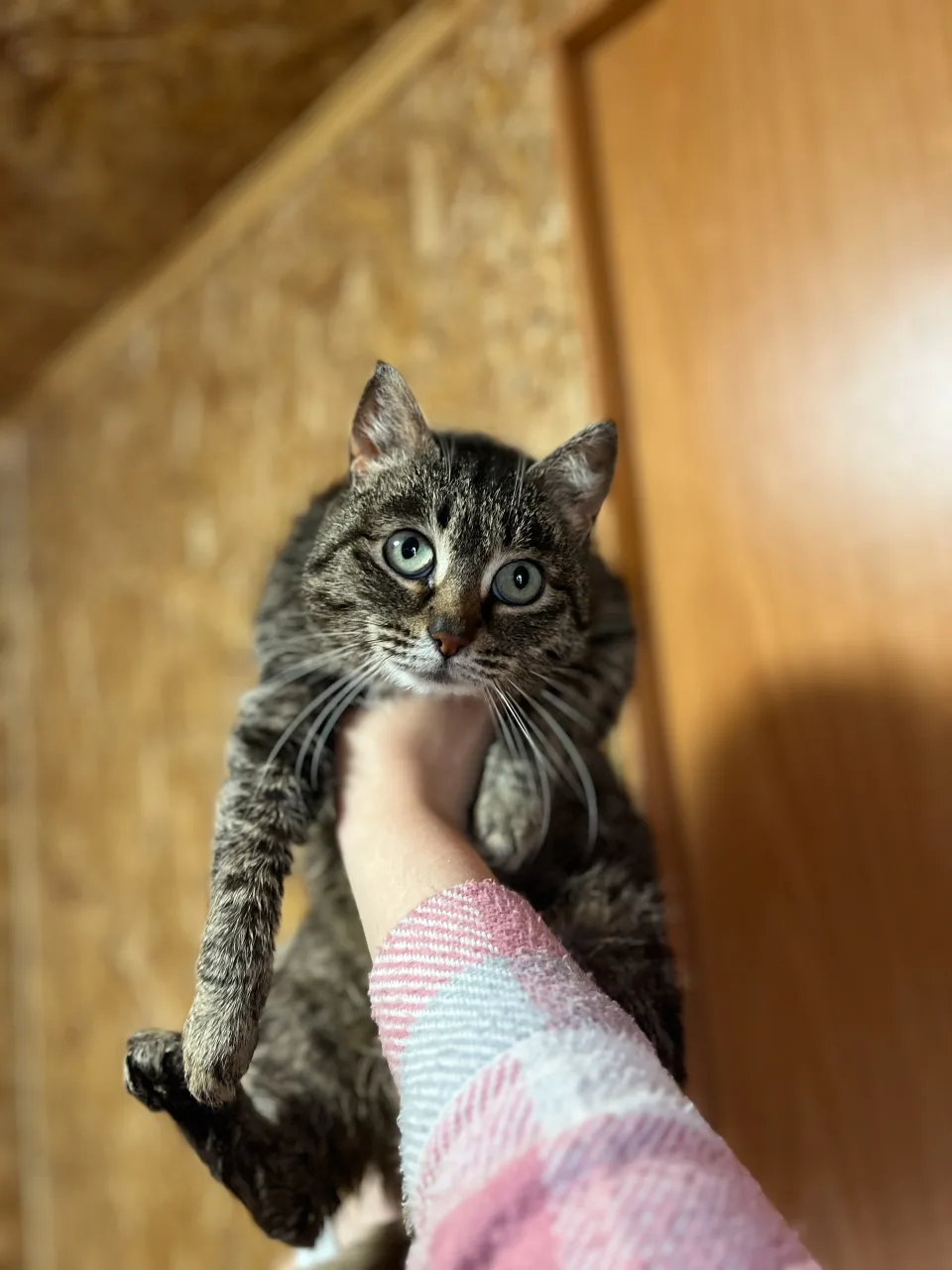 Кошка София, кошка, АНО Центр помощи бездомным животным «Мишутка», Сысерть. Фото 2 из 2.