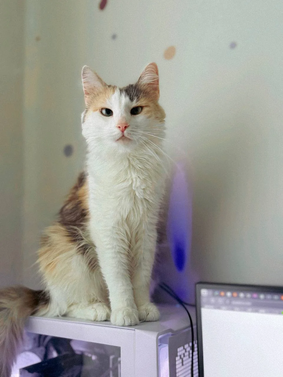 Кошка Айрис, кошка, Meow Family, Москва. Фото 2 из 5.