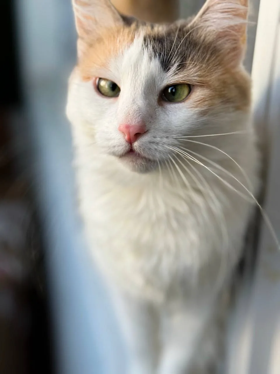 Кошка Айрис, кошка, Meow Family, Москва. Фото 4 из 5.