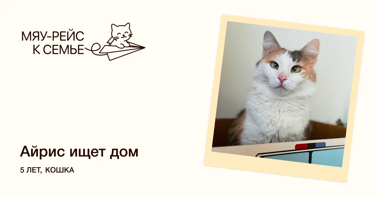 Кошка Айрис, кошка, Meow Family, Москва. Фото 1 из 6.