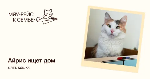 Айрис — кошка Около 5 лет, Москва