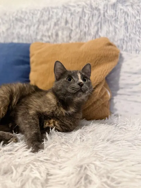 Корица — кошка, Москва