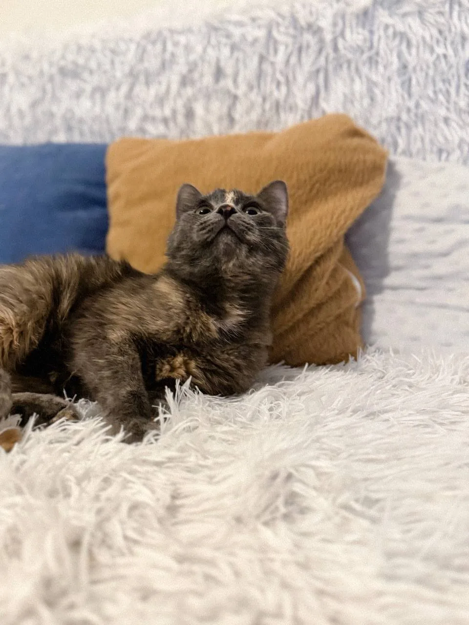 Кошка Корица, кошка, Meow Family, Москва. Фото 2 из 3.