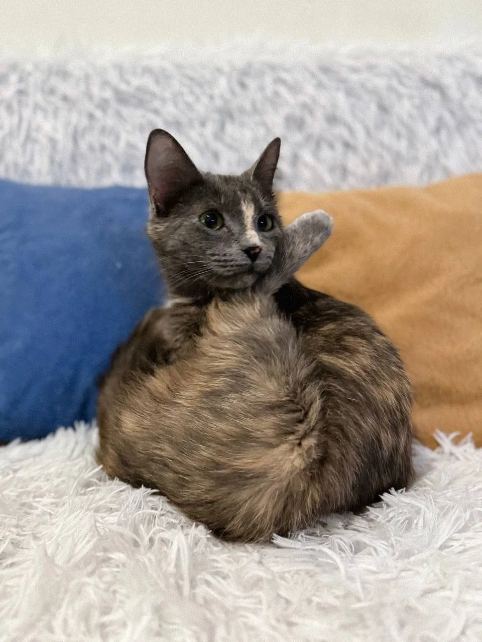 Кошка Корица, кошка, Meow Family, Москва. Фото 3 из 3.