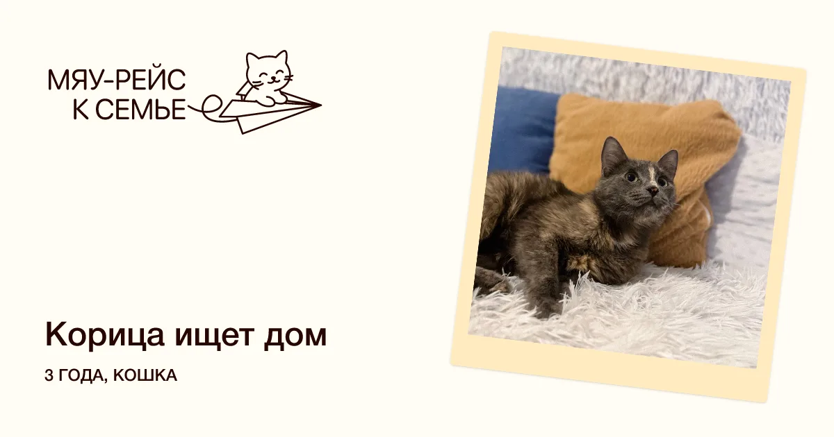 Кошка Корица, кошка, Meow Family, Москва. Фото 1 из 4.