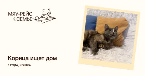Корица — кошка Около 3 лет, Москва