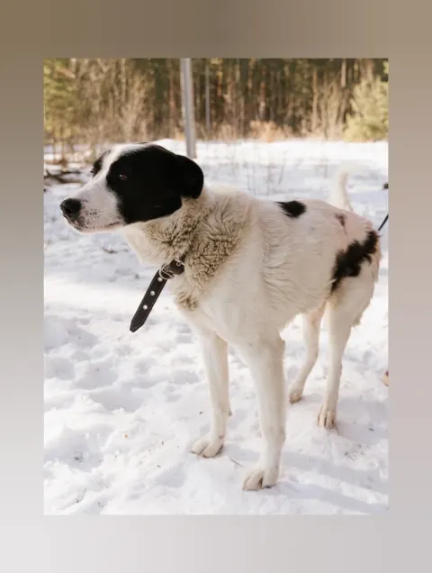 Панда — собака, Сысерть