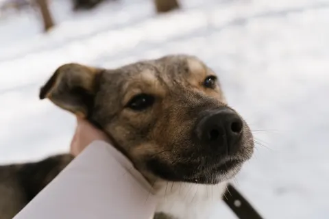 Рэй — собака, Сысерть