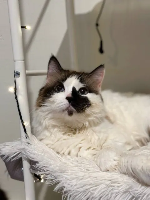 Блум — кошка, Москва