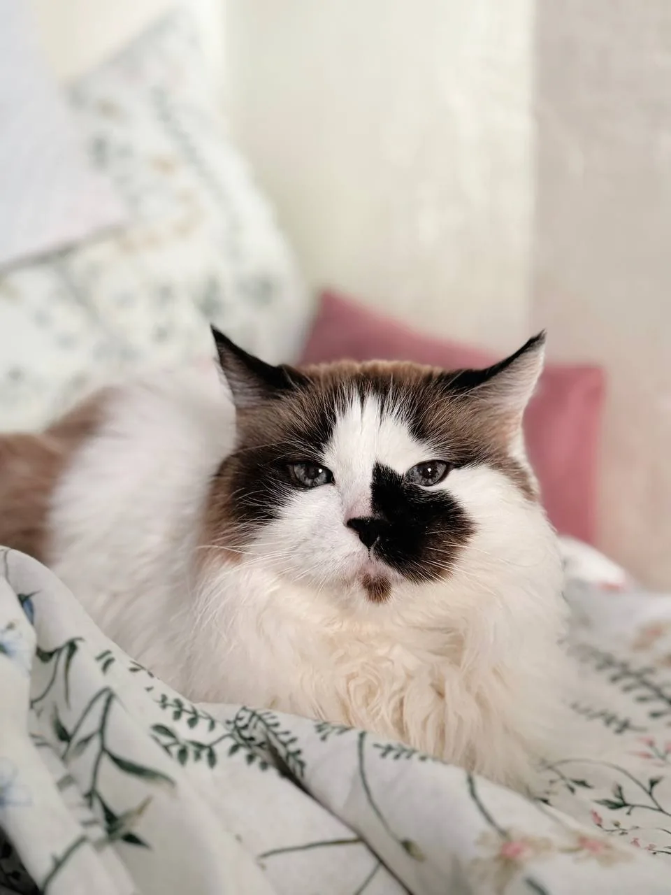 Кошка Блум, кошка, Meow Family, Москва. Фото 2 из 4.