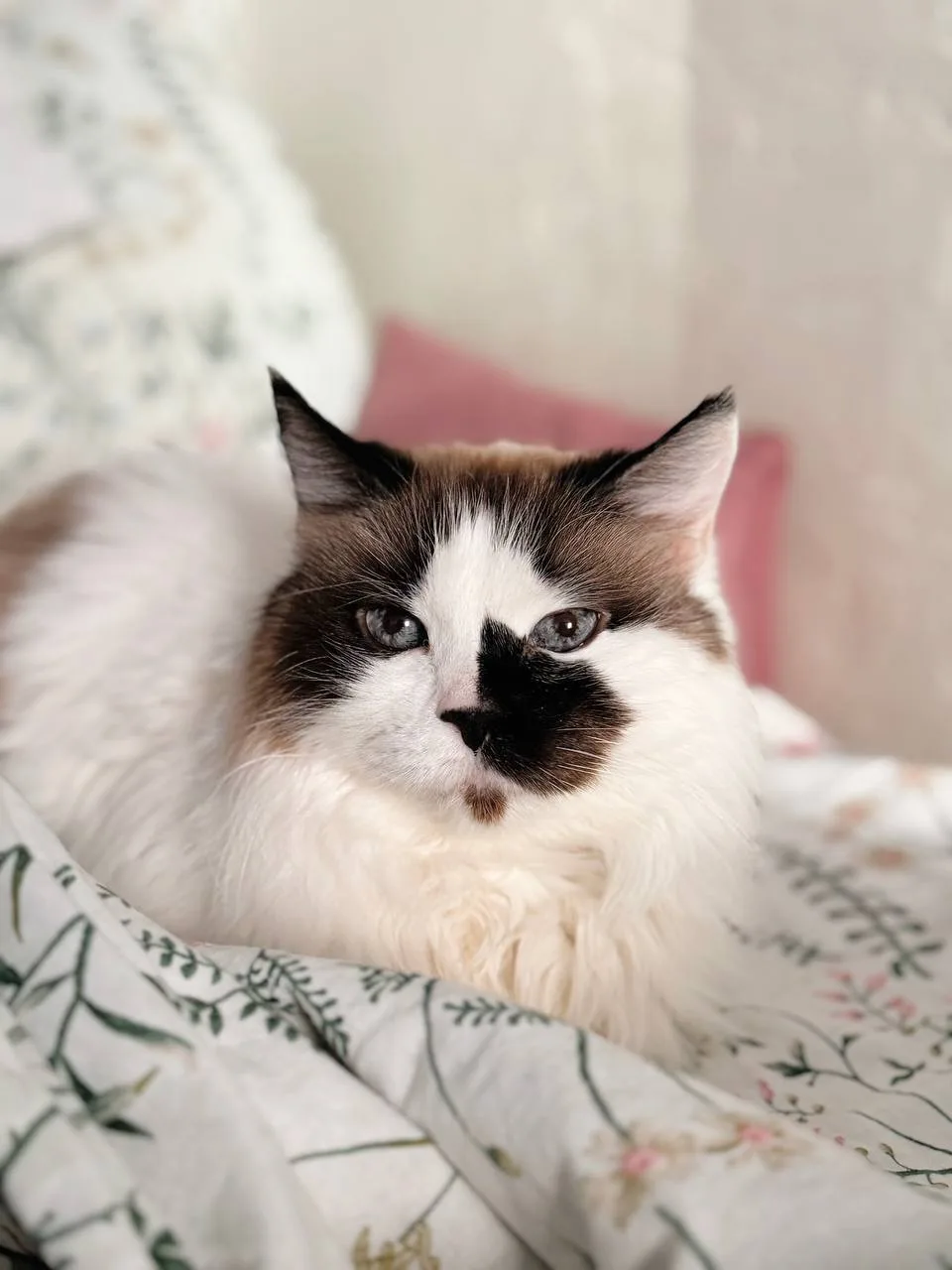 Кошка Блум, кошка, Meow Family, Москва. Фото 3 из 4.
