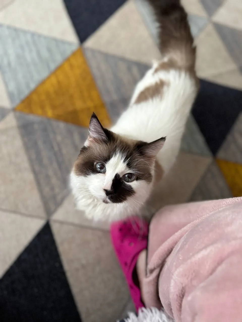 Кошка Блум, кошка, Meow Family, Москва. Фото 4 из 4.