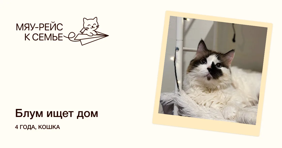 Кошка Блум, кошка, Meow Family, Москва. Фото 1 из 5.