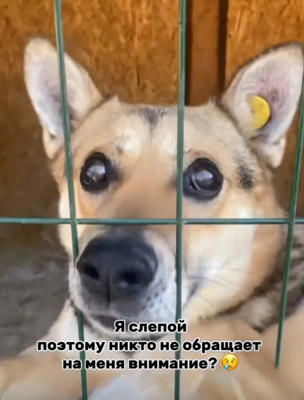 Собака Жорик, кобель, АНО Центр помощи бездомным животным «Мишутка», Сысерть. Фото 1 из 5.