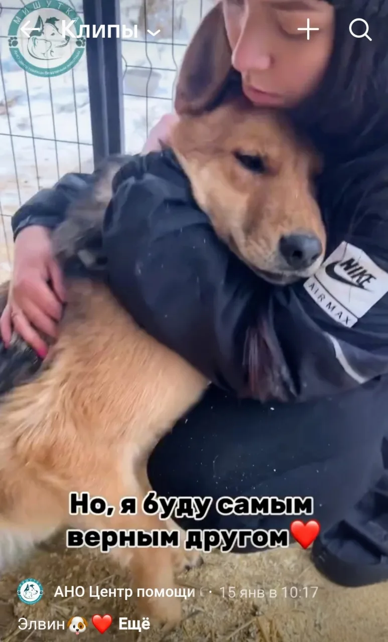 Собака Элвин, кобель, АНО Центр помощи бездомным животным «Мишутка», Сысерть. Фото 5 из 5.