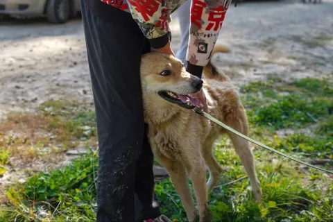 Лео — собака, Сысерть