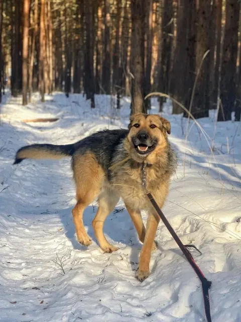 Дружок — собака, Сысерть