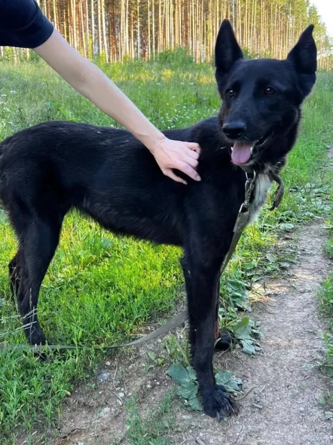 Лапа — собака, Сысерть