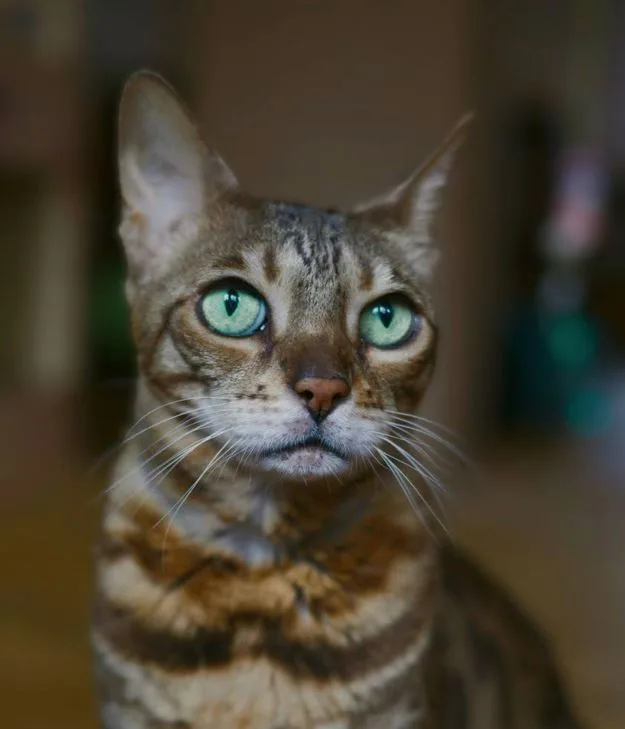 Кошка Манго, кошка, Meow Family, Москва. Фото 2 из 5.