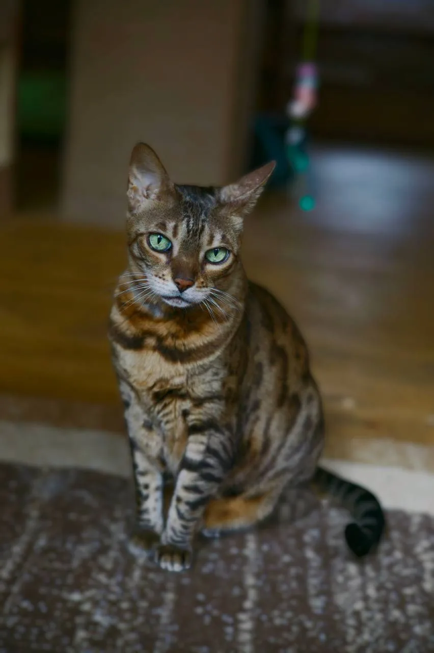 Кошка Манго, кошка, Meow Family, Москва. Фото 3 из 5.
