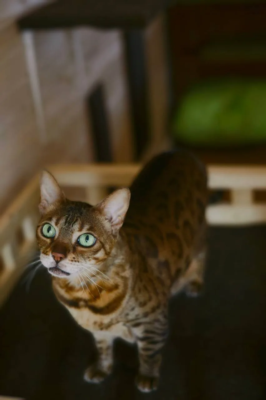 Кошка Манго, кошка, Meow Family, Москва. Фото 4 из 5.