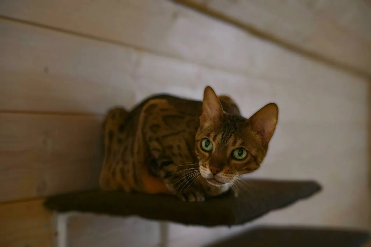 Кошка Манго, кошка, Meow Family, Москва. Фото 1 из 5.