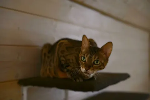Манго — кошка, Москва