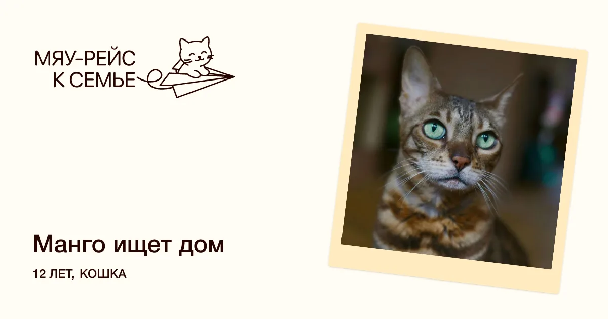 Кошка Манго, кошка, Meow Family, Москва. Фото 5 из 5.