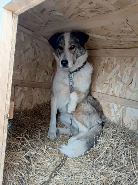 Буся — собака 2 года, Сысерть