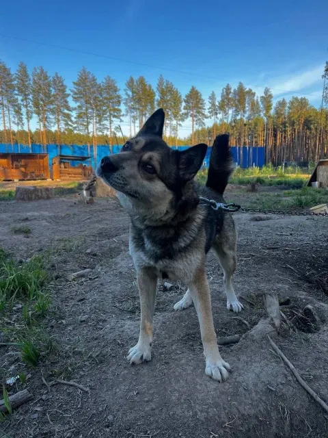 Беляшик — пёс 6 лет, Сысерть