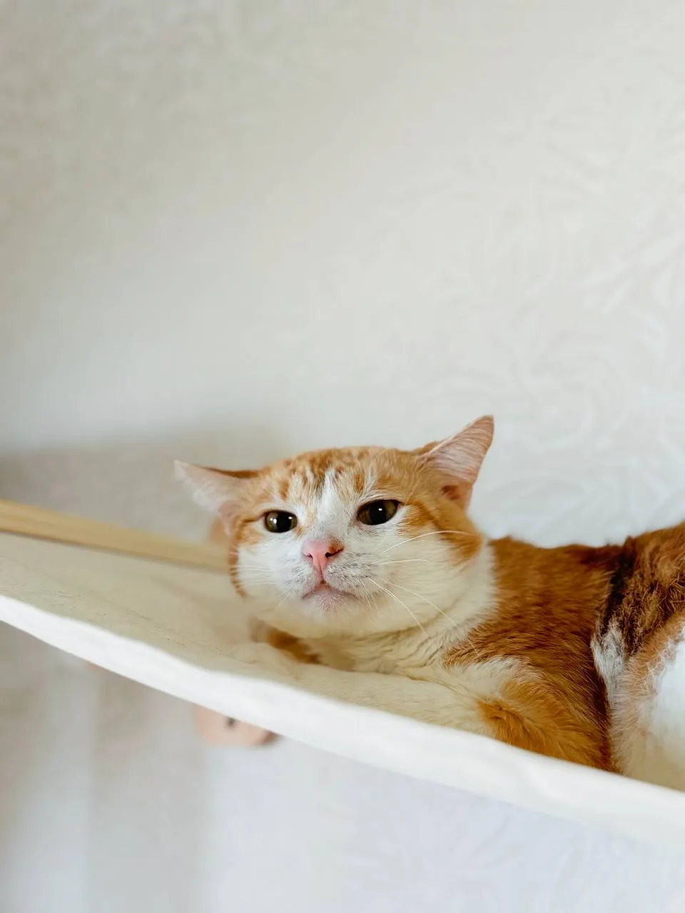 Кошка Бабл Ти, кот, Meow Family, Москва. Фото 1 из 3.